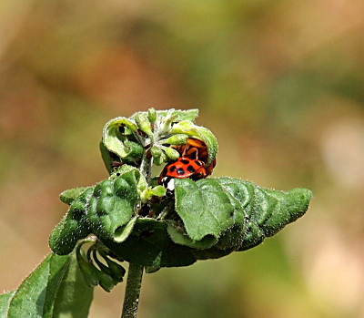 [Both beetles are sandwiched between leaves of a plant. The black and white head and black dotted red wings of the bottom beetle are visible. The legs and part of the underside of the top beetle are visible while the rest of its body is hidden by the leaf curled around it.]